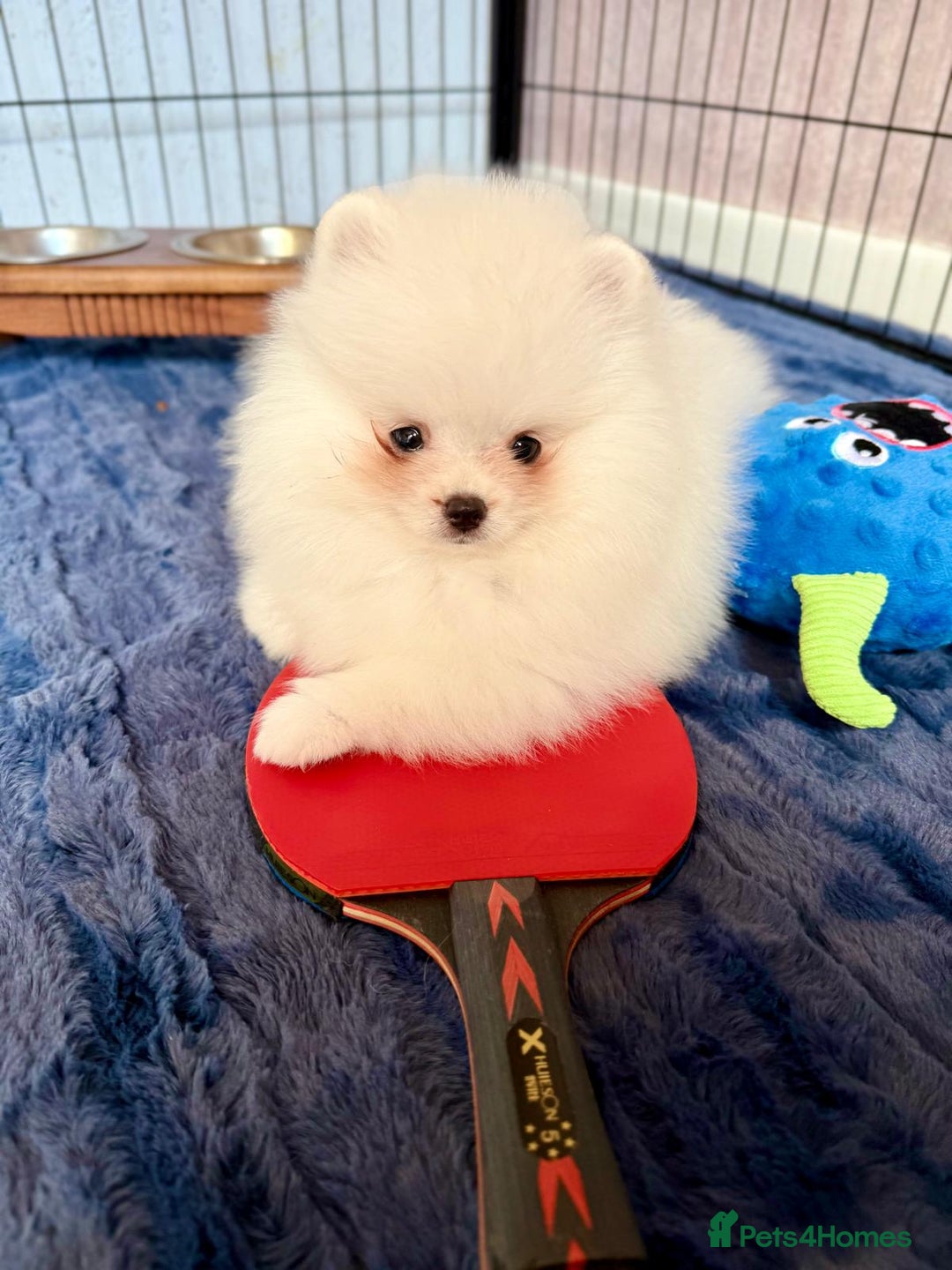 Pomeranian dogs for sale: 🐾✨ Rare White Extra Tiny Size Pomeranian Puppies  - Image 15