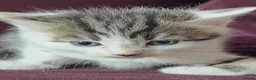Mixed Breed cats for sale:     Tiny kitten Paws Looking for Homes 🏡 - Advert 7