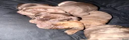 Mixed Breed dogs for sale: Beautiful British bulldog X saffy puppies  - Advert 1