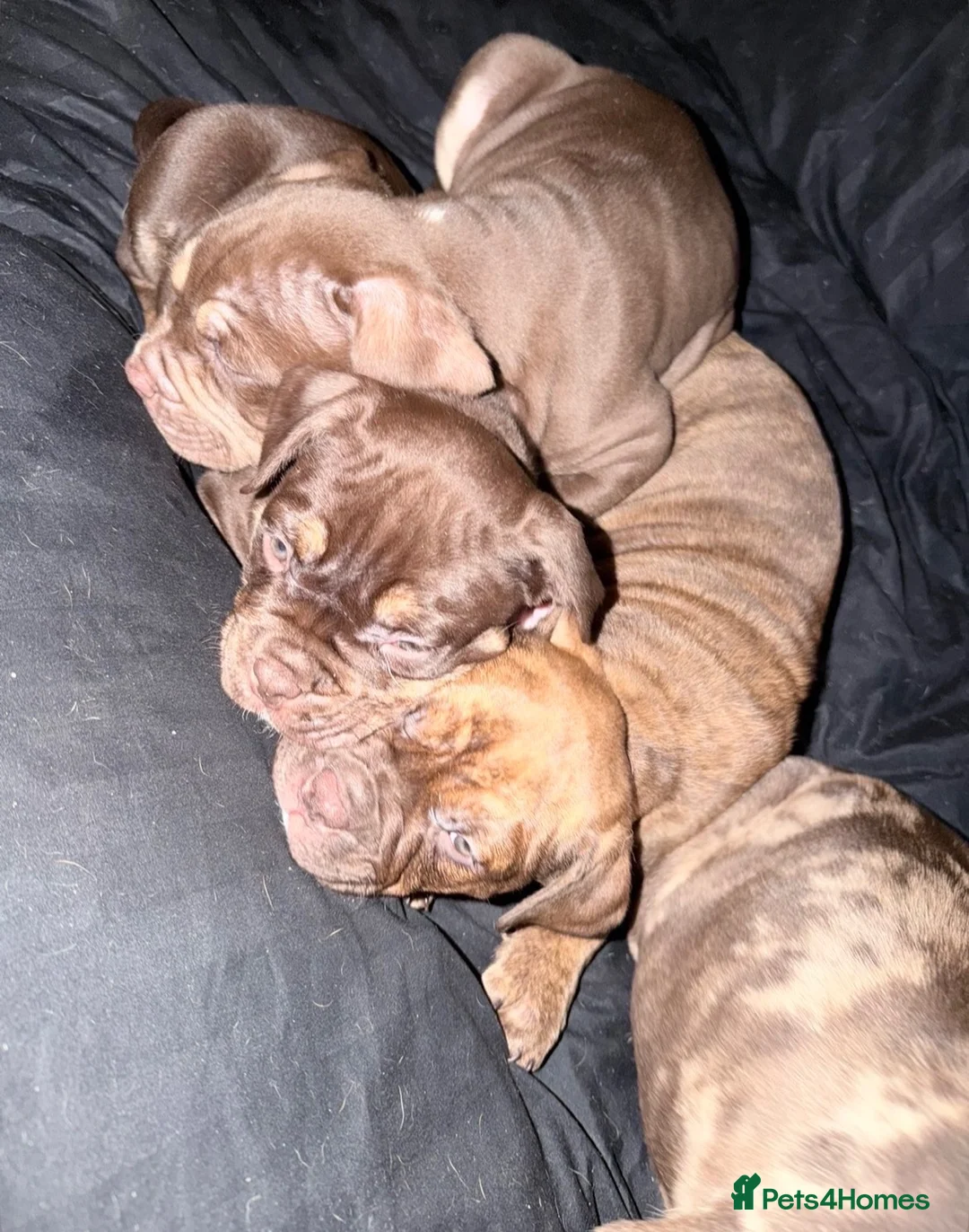 Mixed Breed dogs for sale: Beautiful British bulldog X saffy puppies  - Advert 1