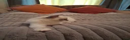 Ragdoll cats for sale: 3 boys  - Advert 14