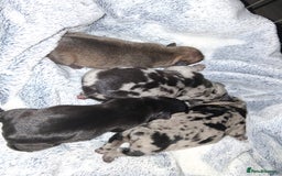 French Bulldog dogs for sale: 8 stunning french bulldogs - Advert 9