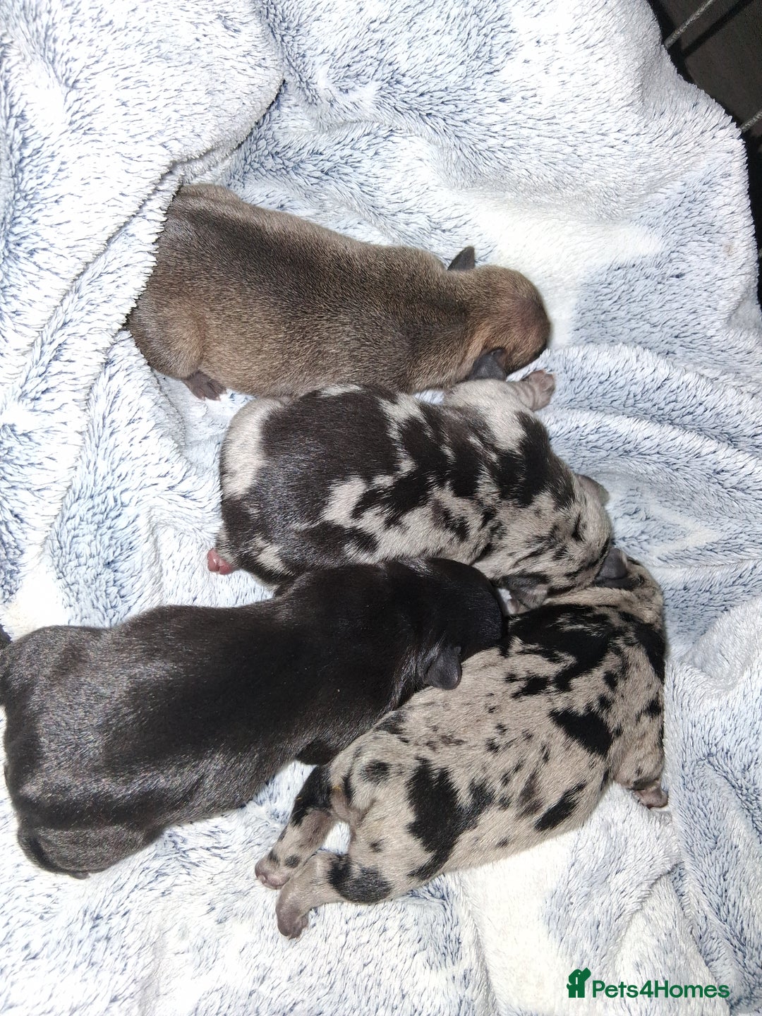 French Bulldog dogs for sale: 8 stunning french bulldogs - Advert 9