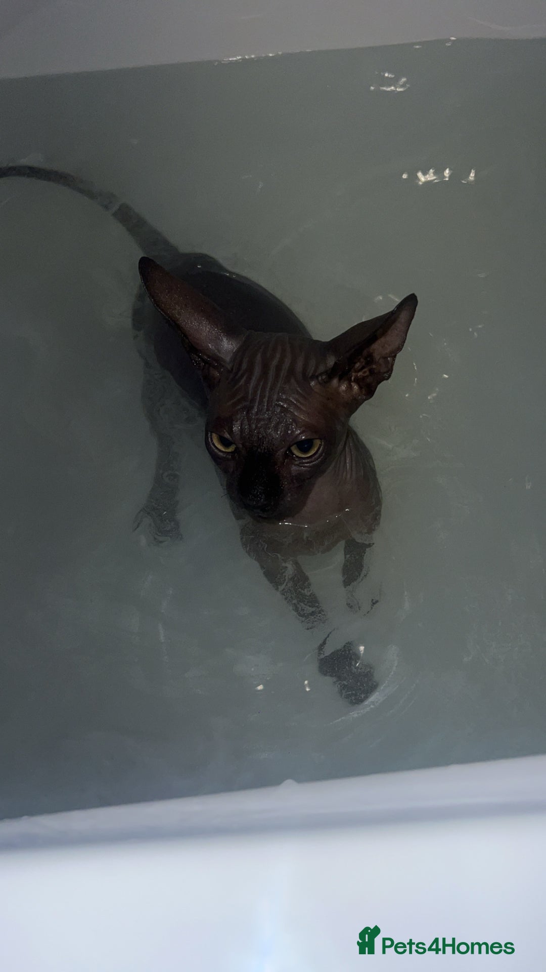 Sphynx cats for sale: Sphynx kitten for sale  - Advert 4