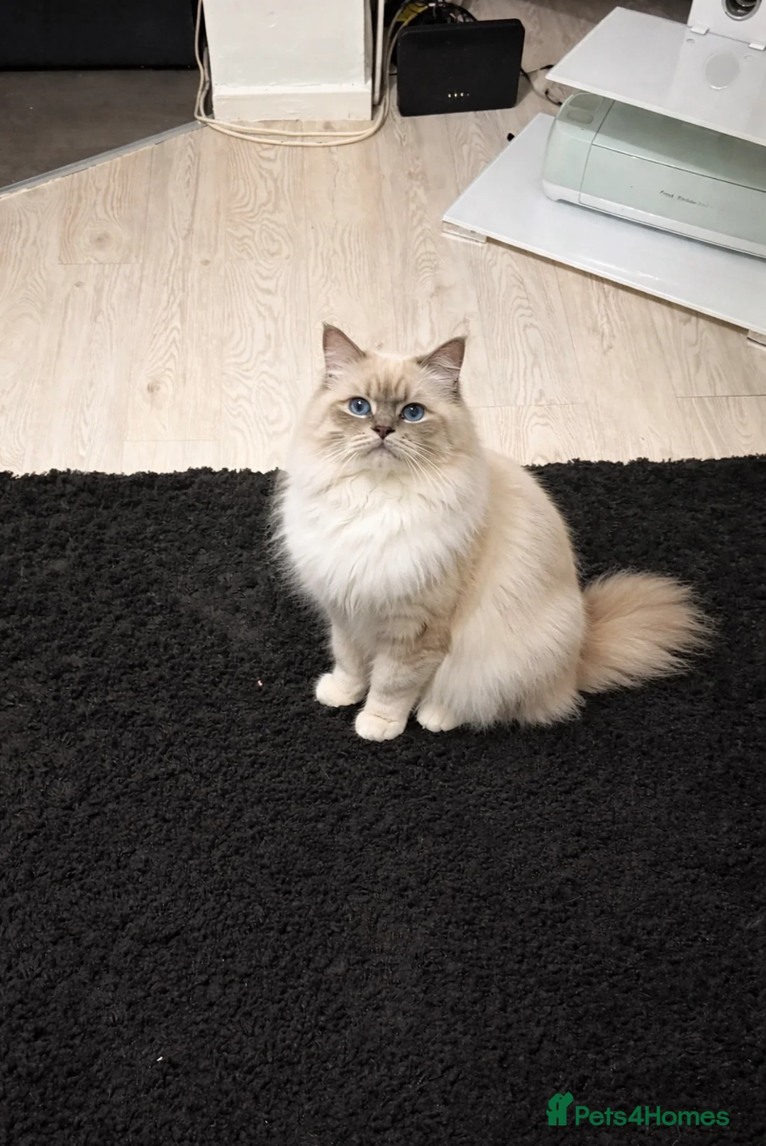 Mixed Breed cats for sale: British shorthair cross ragdoll  - Advert 4