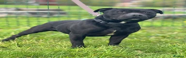 Staffordshire Bull Terrier 2