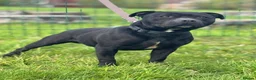 Staffordshire Bull Terrier dogs for sale: Stunning Health tested kc reg puppies  - Advert 29