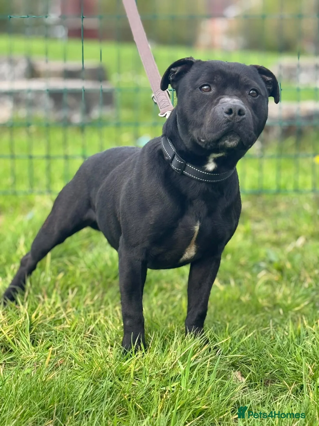 Staffordshire Bull Terrier dogs for sale: Stunning Health tested kc reg puppies  - Advert 29