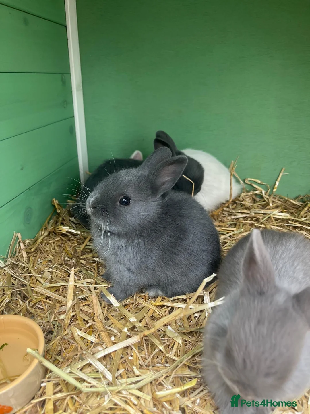 Netherland Dwarf rabbits for sale: 🐰 Dwarf Bunnies Ready Soon 🐰 - Advert 4