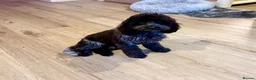 Cockapoo dogs for sale: Sweet little cockapoo female puppy aged 8 months - Advert 4
