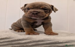 Old Tyme Bulldog dogs for sale: Kyro & Lyla Litter Old Tyme Old English Bullgdog - Image 11