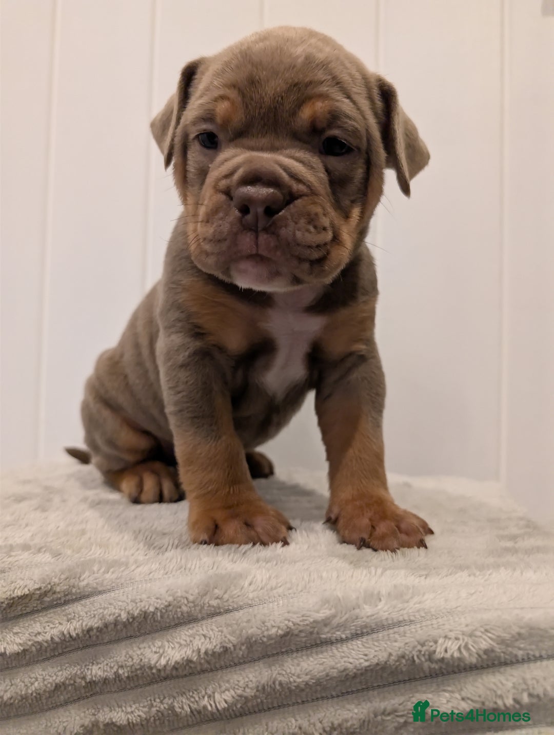 Old Tyme Bulldog dogs for sale: Kyro & Lyla Litter Old Tyme Old English Bullgdog - Image 11