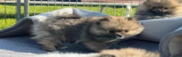 Pomeranian dogs for sale:  Beautiful Pomeranian Girls  - Advert 8
