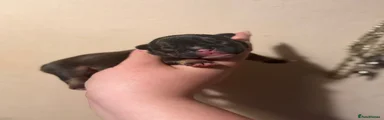 Black and tan female