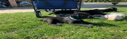 Labrador Retriever dogs for sale: KC Registered Black Labrador Puppies in Pershore - Advert 2