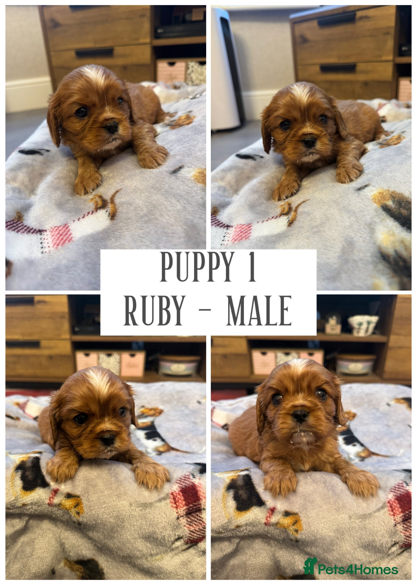 Cavalier King Charles Spaniel dogs KC & Health tested cavalier King Charles spaniels  in Colwyn Bay - Advert 1