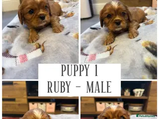 Cavalier King Charles Spaniel dogs KC & Health tested cavalier King Charles spaniels in Colwyn Bay - Advert 1