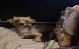 Yorkshire Terrier dogs for sale: Mini Yorkshire terrier  - Image 8