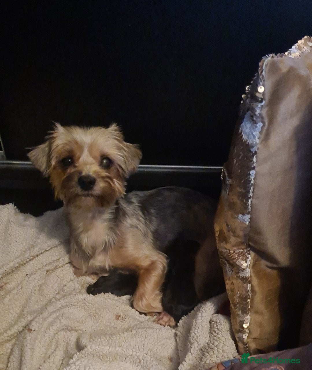 Yorkshire Terrier dogs for sale: Mini Yorkshire terrier  - Image 8