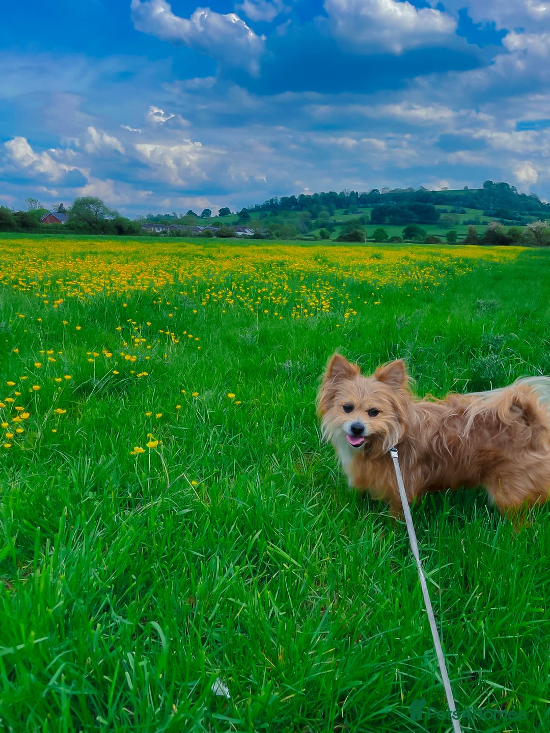 Mixed Breed dogs for sale: 🐶 Adorable Mixed-Breed Puppies Looking for Homes - Advert 20