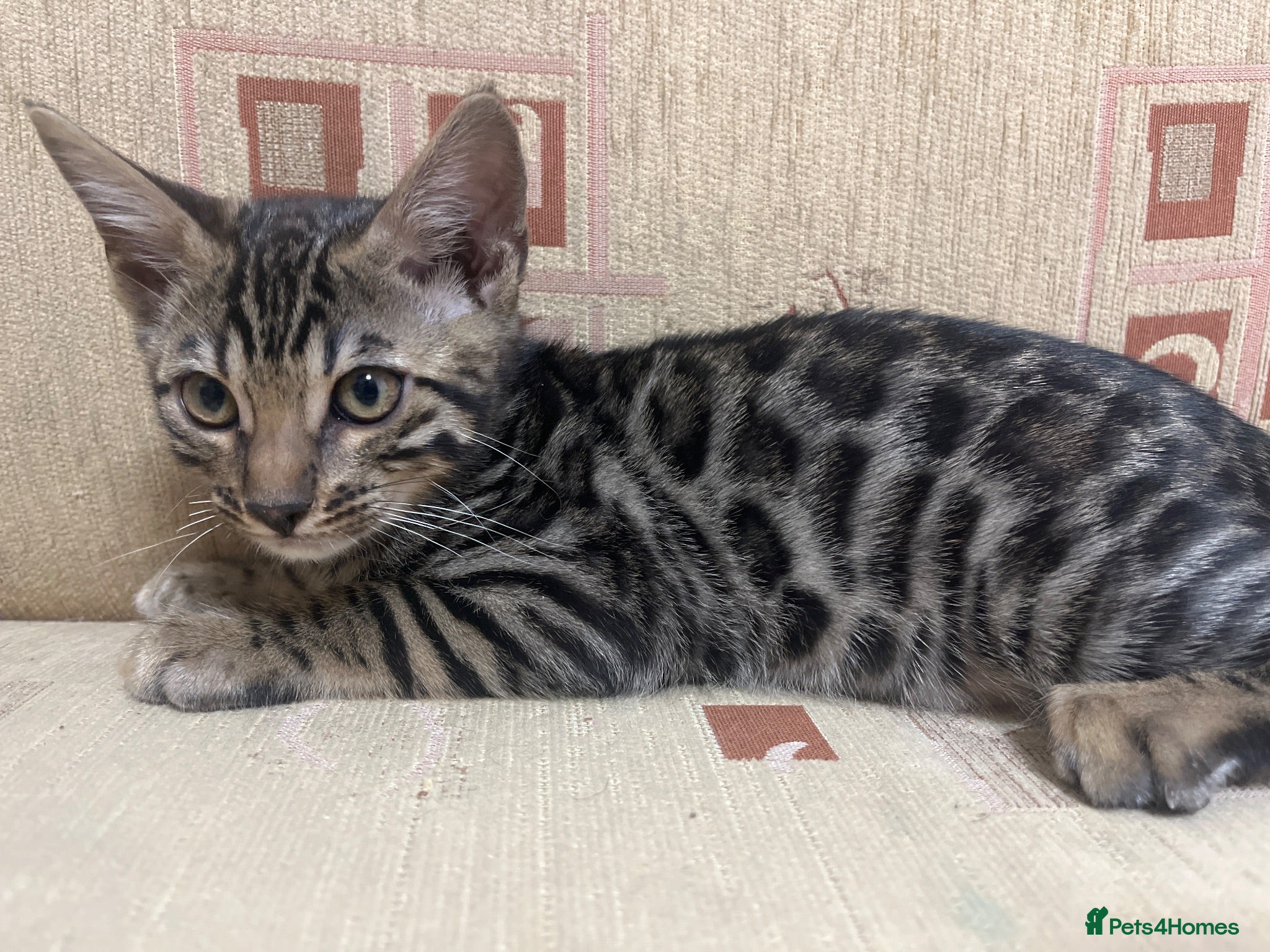 Bengal cats 😻MagicalBengal’s price drop  ! 🐆 - Advert 2