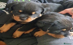 Rottweiler dogs for sale: Kc registered Serbian rottweilers  - Image 4