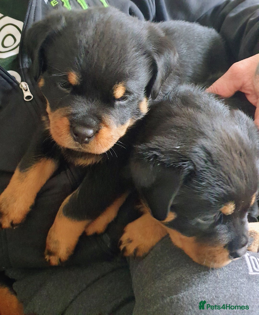 Rottweiler dogs for sale: Kc registered Serbian rottweilers  - Image 4