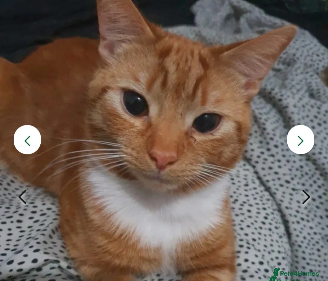 Mixed Breed cats for sale: Rehoming gizmo and ash  - Image 9