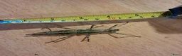 Stick Insects invertebrates for sale: Rare green Sungaya Inexpectata stick insects nymph - Advert 1