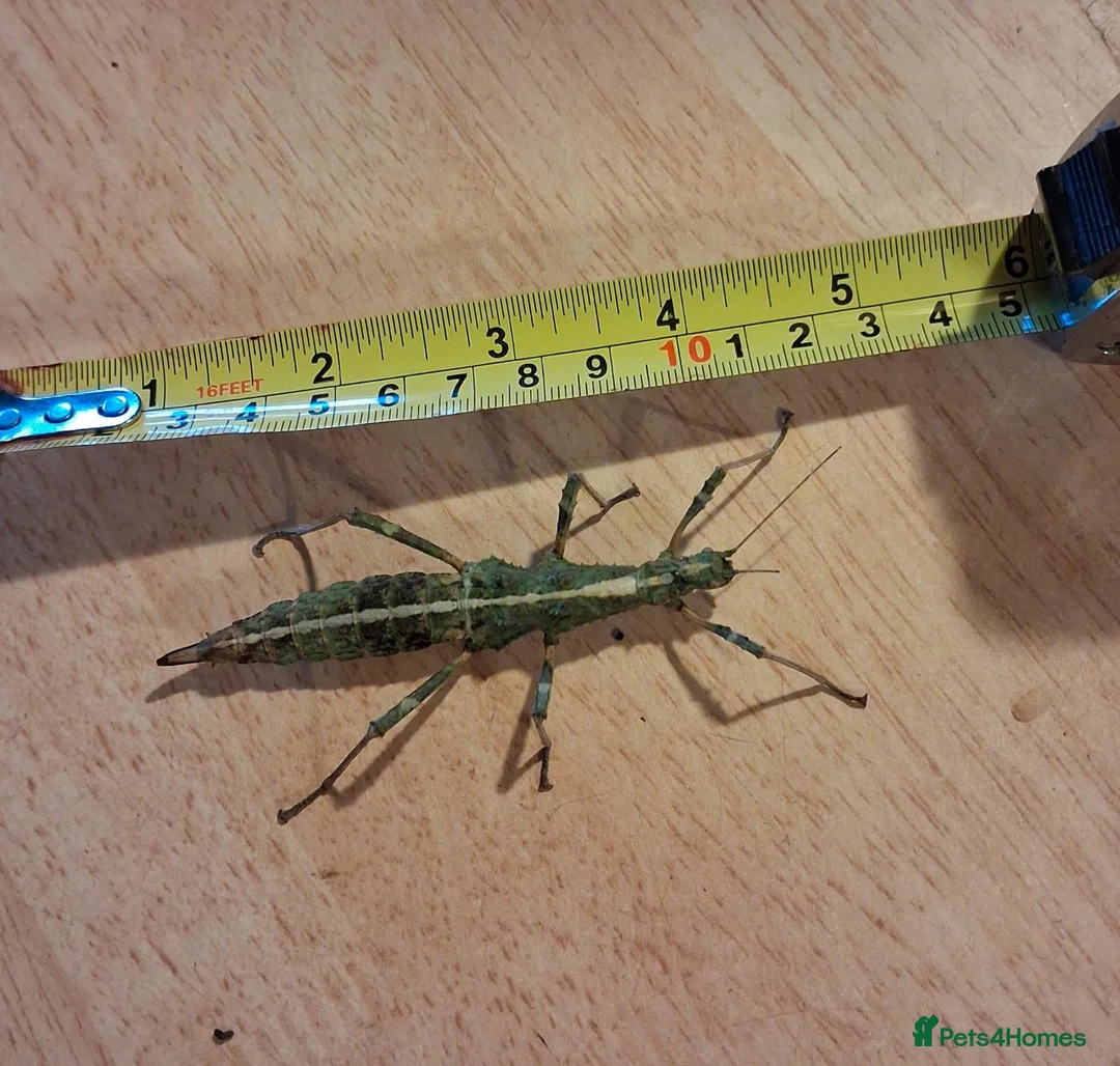Stick Insects invertebrates for sale: Rare green Sungaya Inexpectata stick insects nymph - Advert 1