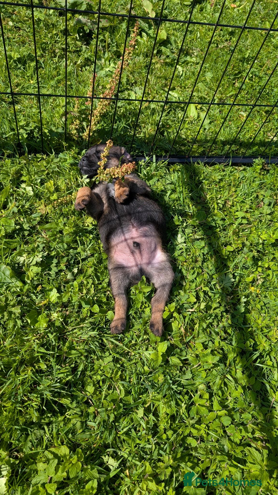 Border Terrier dogs Beautiful Border Terrier Pups (KC Reg) - Advert 1