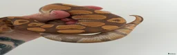 Python Snake reptiles for sale: Ultramel Royal Python with Vivarium - Advert 6