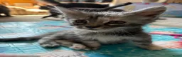 Maine Coon cats for sale: Beautiful Pedigree Maine Coon Kittens  - Advert 21