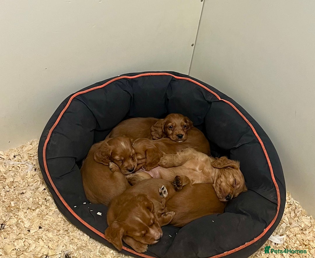 Cocker Spaniel dogs for sale: Beautiful Dark Red KC Registered Cocker Pups - Advert 6