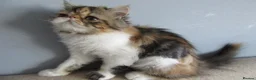 Persian cats for sale: Fantastic Female Persian kitten ready now - Advert 4
