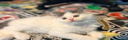 Mixed Breed cats for sale: Super cute Mainecoon x Persian  - Advert 11