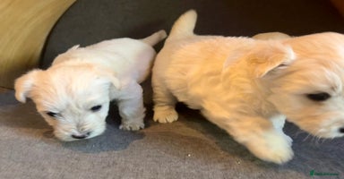 Mixed Breed dogs - Advert 6
