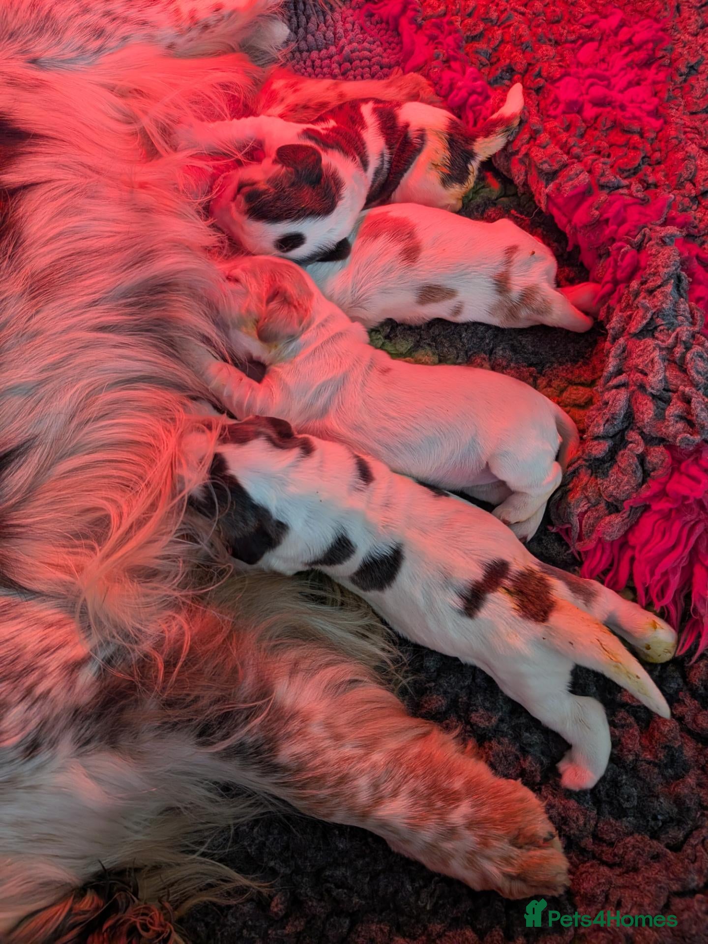 Cocker Spaniel dogs Exceptional KC Registered Cocker Spaniel Puppies - Advert 2