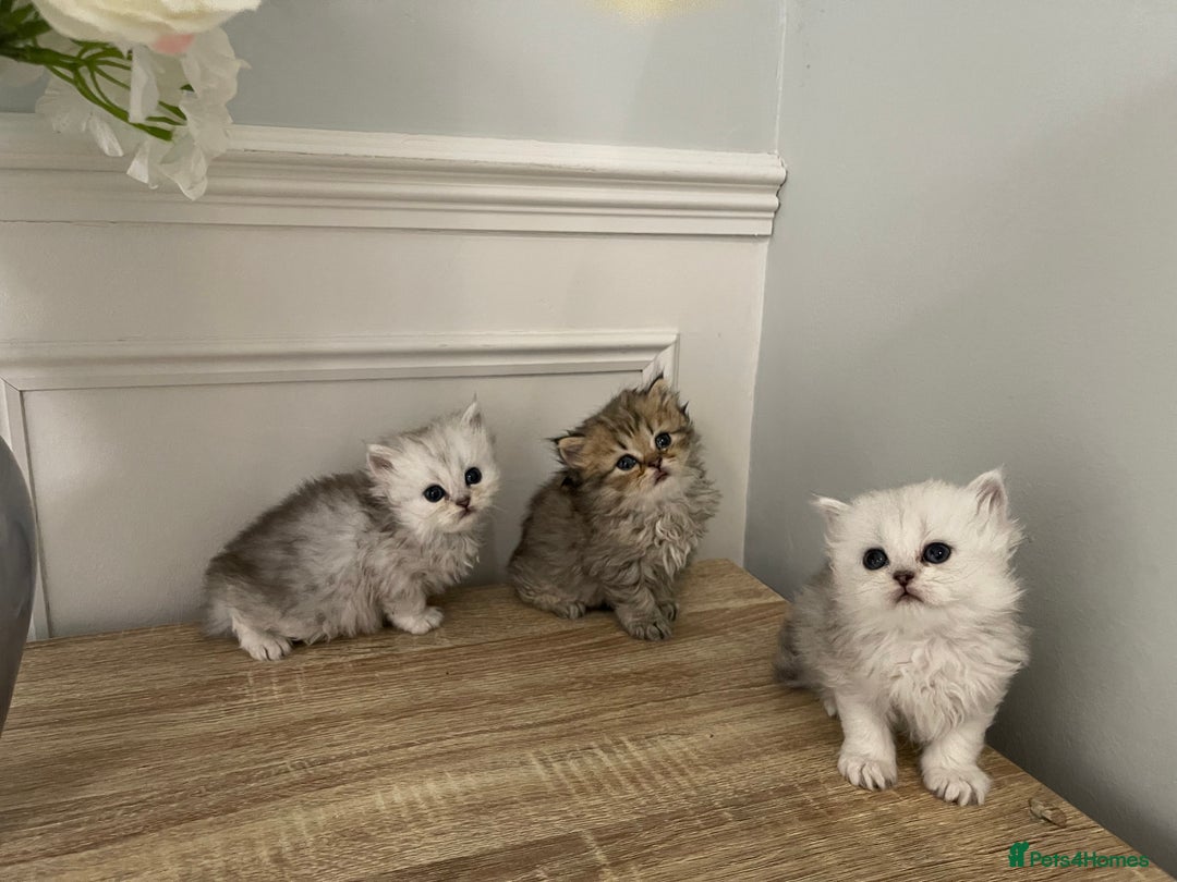 Persian cats for sale: Silver chinchilla Persian kittens  - Image 2