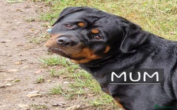 Rottweiler dogs for sale: 22 Week old female Rottweiler  - Advert 10