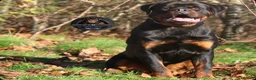 Rottweiler dogs for sale: Outstanding Strong Young Male Rottweiler For Sale - Advert 6