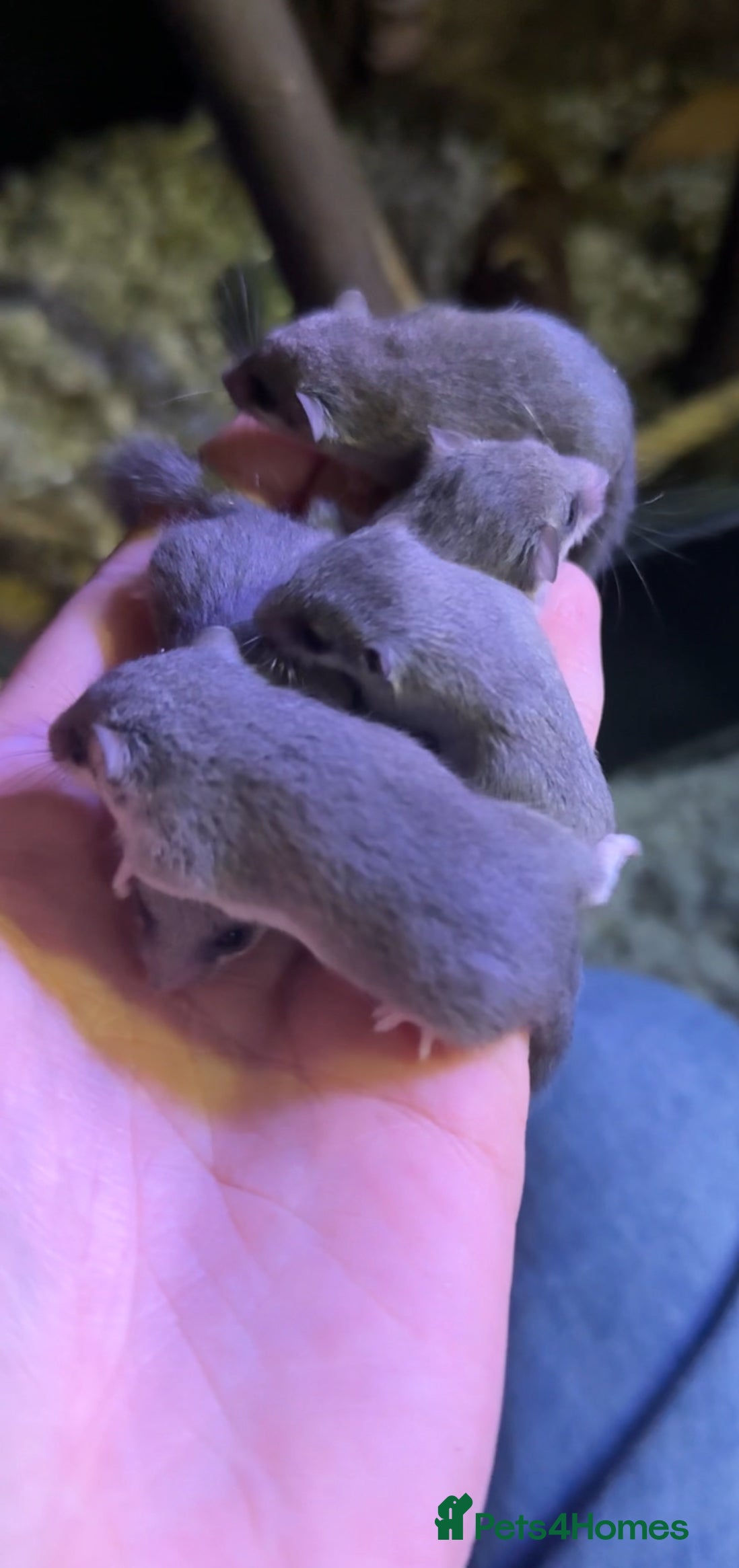 Mouse rodents African Pygmy dormice (micro squirrels)  - Advert 1