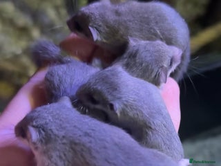 Mouse rodents African Pygmy dormice (micro squirrels) - Advert 1
