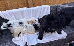 Cockapoo dogs for sale: F1 toy cockapoo puppies - Image 10
