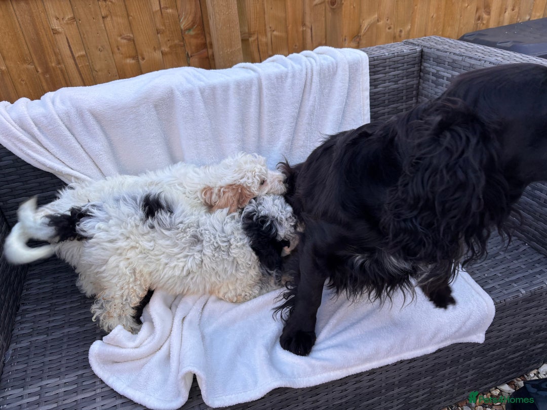 Cockapoo dogs for sale: F1 toy cockapoo puppies - Image 10