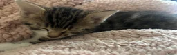 Domestic Shorthair cats for sale: Tabby cat kittens  - Advert 11