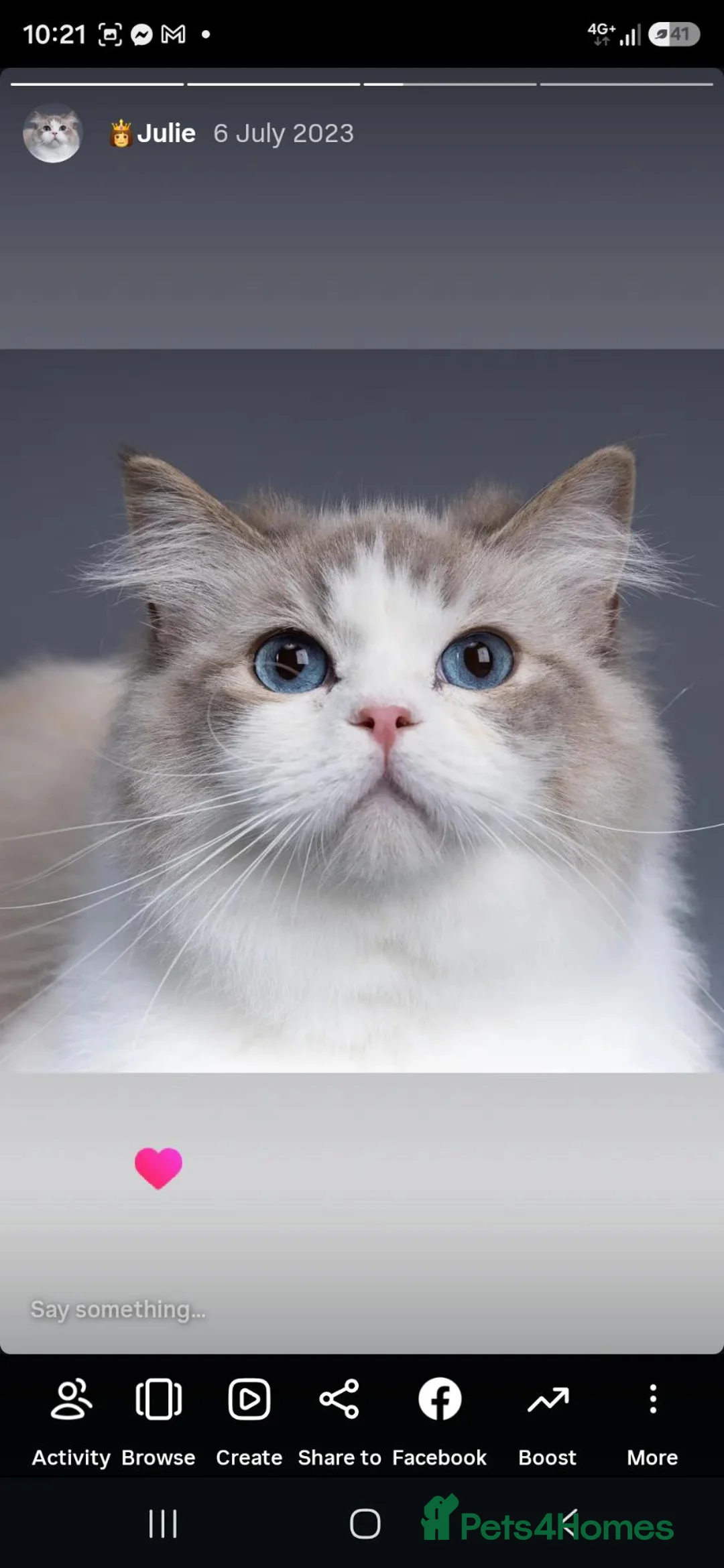 Ragdoll cats for sale: Stunning Pedigree Ragdoll Kittens  - Advert 9