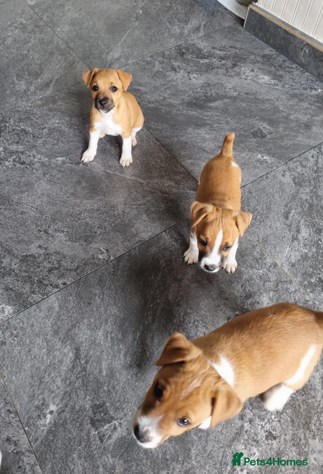 Mixed Breed dogs for sale: 💙 3 Beautiful Boys 💙 - Image 17