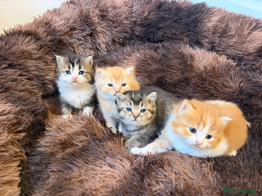 British Longhair cats for sale: 4 Gorgeous Fluffy Kittens Ginger Boys Tabby Girls - Advert 1