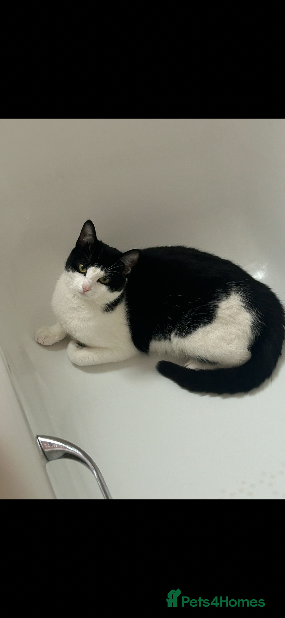 Mixed Breed cats 1 male boy  - Advert 1